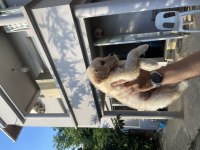 A KALİTE GOLDEN RETRİEVER KÖPEKLER
