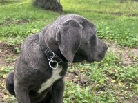 Has cane corso erkek yavru