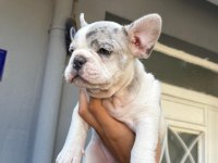 Yavru french bulldog