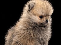 Pomeranian Boo 50 günlük