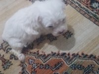 Sevimli bebek maltese