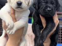Labrador Redriever çok şirin yavrular 