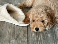 3 aylık yavru poodle