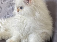 Saf kanlı british longhair yavru kedimiz