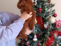 6 aylık red brown erkek poodle