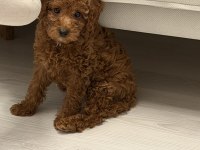 Orjinal kore kan toy poodle dişi