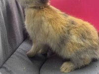 CÜCE NETHERLAND DWARF TAVŞAN
