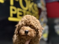 Toy poodle yavrular