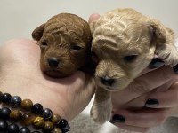 Apricot renk teacup dişi kg garantili poodle