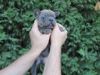 EGZOTİC FRENCH BULLDOG YAVRULARIMIZ