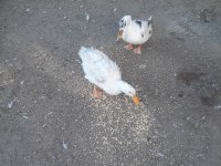 1 yaşında 2 dişi ve 1 erkek ördek