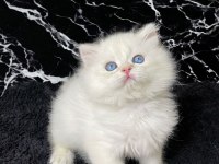 British Longhair Golden Point Erkek Yavru