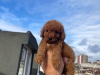 Safkan Red Toy Poodle Yavrumuz