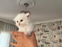 Safkan beyaz mavi gözlü longhair bebekler