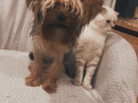 8 aylık yakışıklı scottish fold oğlum smokin