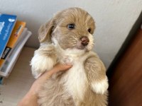1.5 AYLIK ORJİNAL MALTİPOO YAVRULARI