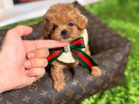 Tüy Dökmeyen Poodle Minikler Ailelerini Bekliyor