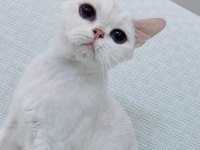 Kısırlaştırma Şartıyla Ücretsiz Dişi 2 Yaş Kedimiz