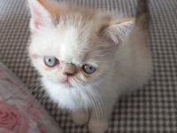 1 dişi ve 1 erkek exotic shorthair yavru