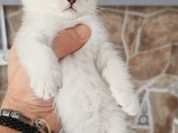 Silver british shorthair