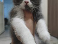 3 Temmuz Doğumlu Dişi Exotic Shorthair