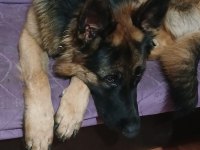 2 Aylık Dişi Alman Çoban Köpeği