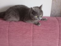 Ücretsiz sahiplendirme yapılacak kedimiz