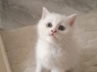 BRİTİSH SHORTHAİR YAVRULARIMIZ