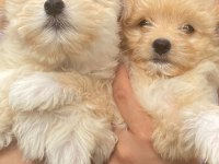 Harika Maltipoo bebekler