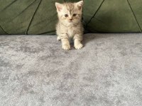 British shorthair