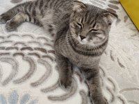 8 AYLIK EĞİTİMLİ BRİTİSH