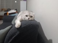 Scottish fold prenses evimizin