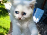 2 Aylık British Shorthair
