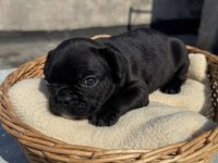 French bulldog yavru bebek