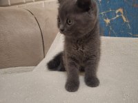 British shorthair kedisi
