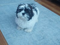 Shih tzu Badem hanım