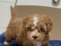 Maltipoo Dişi Erkek