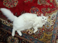 British longhair 1.5 yaş dişi