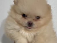 pomeranian yavrularımız