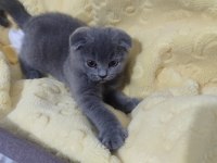 Ankara içi ilgilenen whatsapptan ulaşsın dişi scottish fold