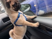 1 dişi ve 1 erkek pug yavrularım çok oyuncu çok uslular