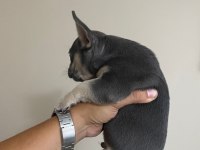 A kalite scrli babadan blue tan fransız bulldog yavru