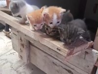 Cins kedimiz ile tekir çiftleşmesi