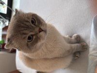 Evde kedi fazlalığından scottish fold