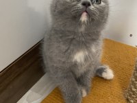 Gri dişi british shorthair