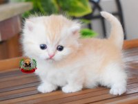 MUNCHKİN CÜCE KEDİMİZ ERKEK