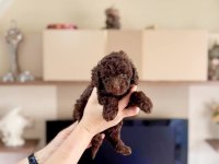 Erkek Toy Poodle Köpeğimiz