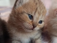 British Shorthair Tabby