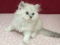 Sağlıklı ve Safkan British Longhair Erkek Yavru