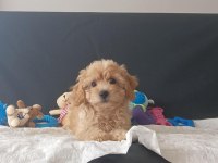 Sevimli maltipoo yavrular